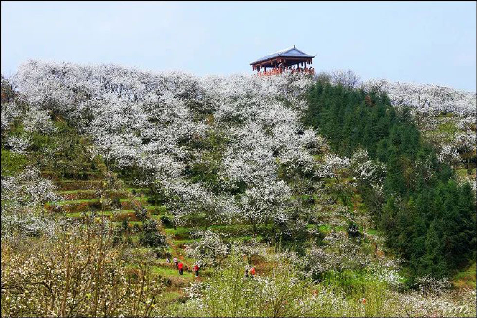 【春天，广西桂林灌阳县向您发出邀请！】我们在灌阳看梨花 - 游山玩水 - 荆州生活社区 - 荆州28生活网 jingzhou.28life.net