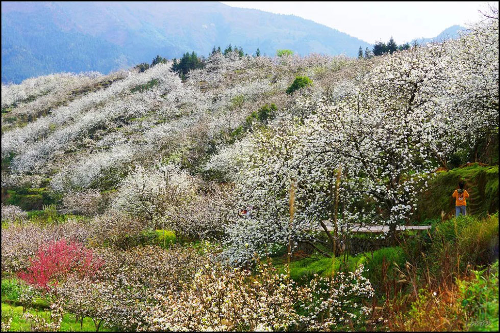 【春天，广西桂林灌阳县向您发出邀请！】我们在灌阳看梨花 - 游山玩水 - 荆州生活社区 - 荆州28生活网 jingzhou.28life.net
