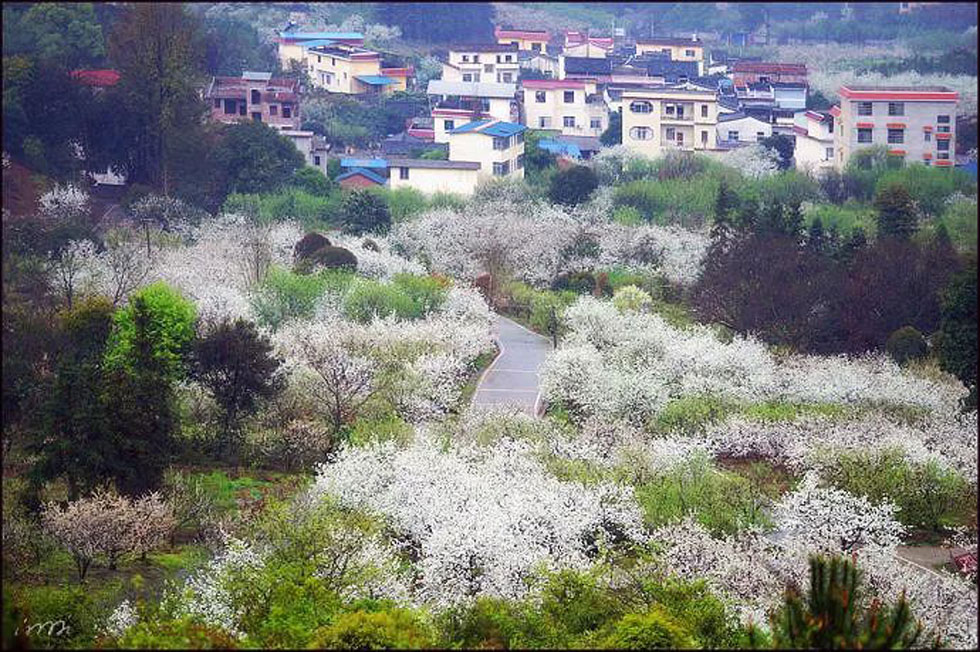 【春天，广西桂林灌阳县向您发出邀请！】我们在灌阳看梨花 - 游山玩水 - 荆州生活社区 - 荆州28生活网 jingzhou.28life.net