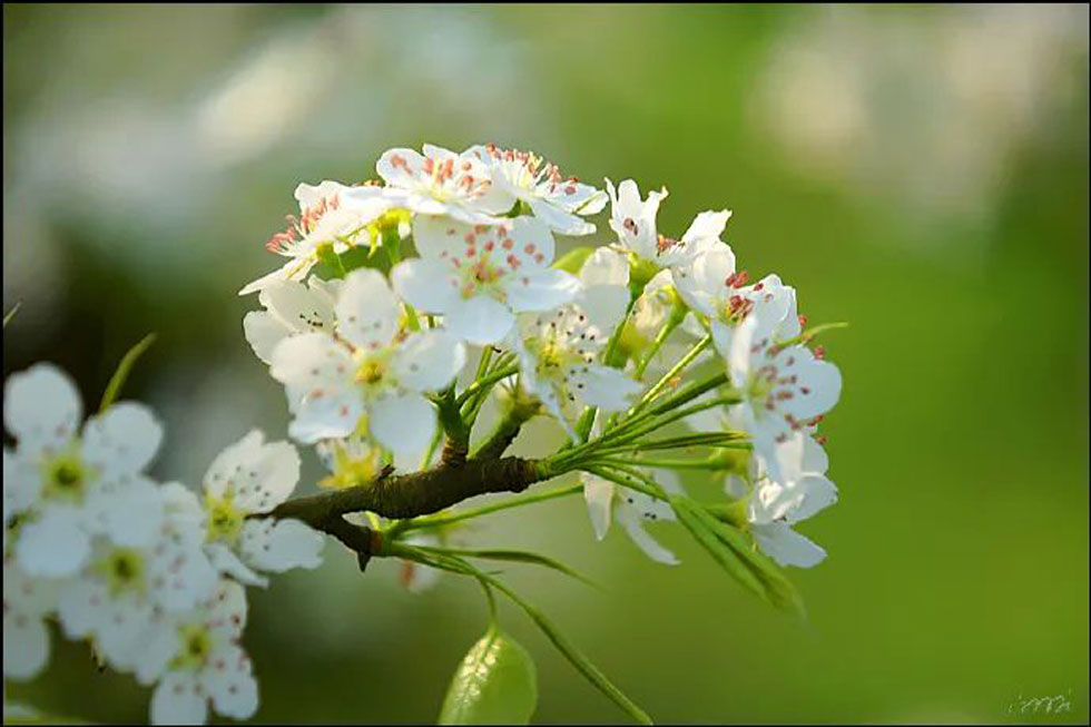 【春天，广西桂林灌阳县向您发出邀请！】我们在灌阳看梨花 - 游山玩水 - 荆州生活社区 - 荆州28生活网 jingzhou.28life.net