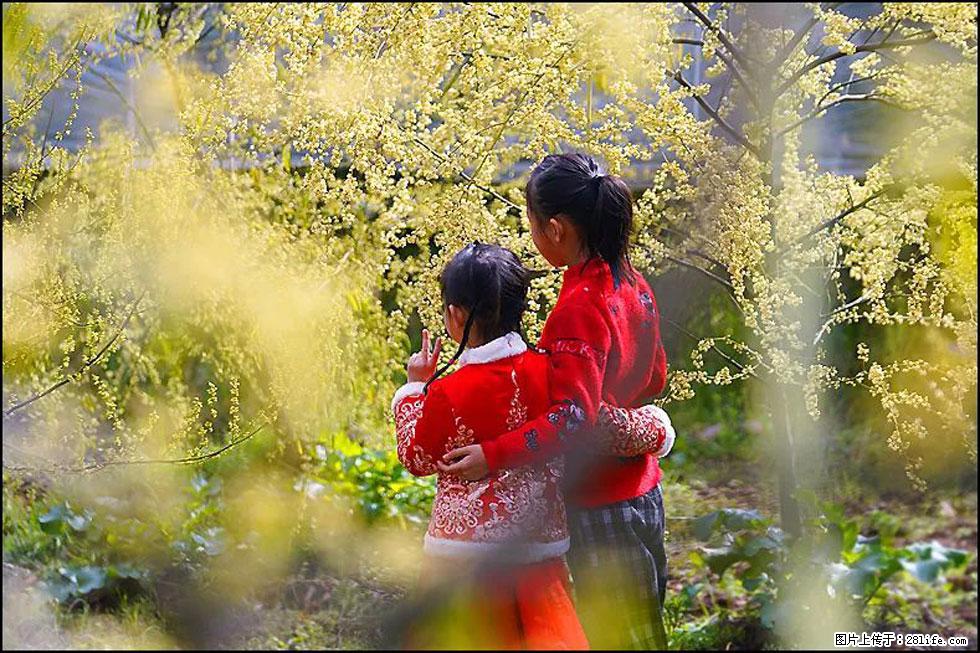 【春天，广西桂林灌阳县向您发出邀请！】米珠山前有片山苍子花在飘香 - 游山玩水 - 荆州生活社区 - 荆州28生活网 jingzhou.28life.net