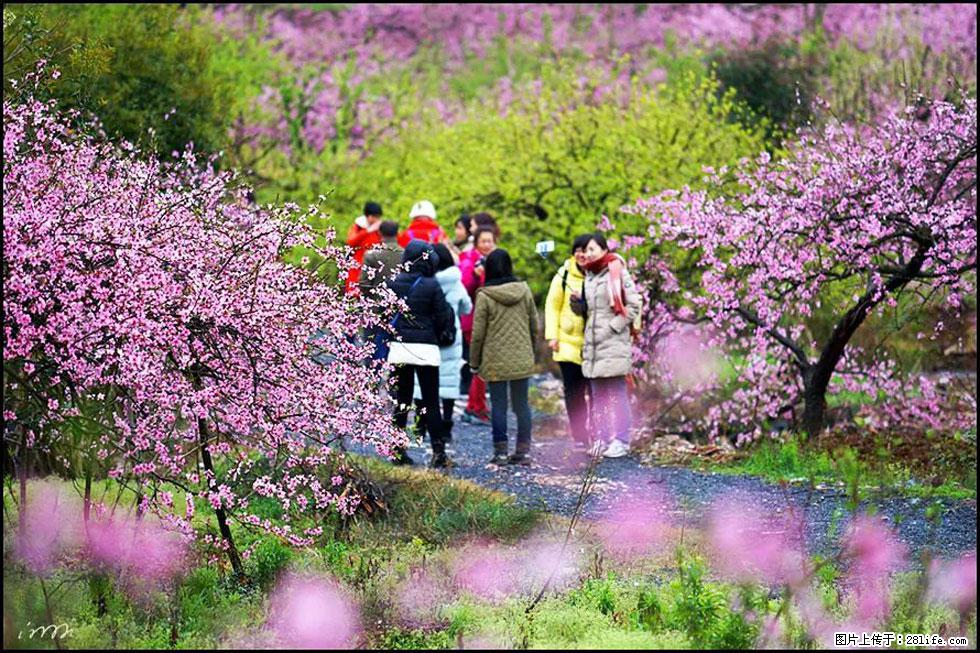 【春天，广西桂林灌阳县向您发出邀请！】官庄村有个醉美的桃花园 - 游山玩水 - 荆州生活社区 - 荆州28生活网 jingzhou.28life.net