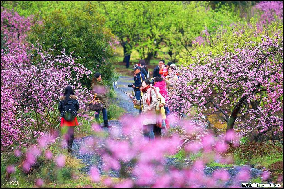 【春天，广西桂林灌阳县向您发出邀请！】官庄村有个醉美的桃花园 - 游山玩水 - 荆州生活社区 - 荆州28生活网 jingzhou.28life.net