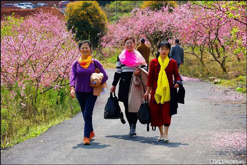 【春天，广西桂林灌阳县向您发出邀请！】官庄村有个醉美的桃花园 - 游山玩水 - 荆州生活社区 - 荆州28生活网 jingzhou.28life.net