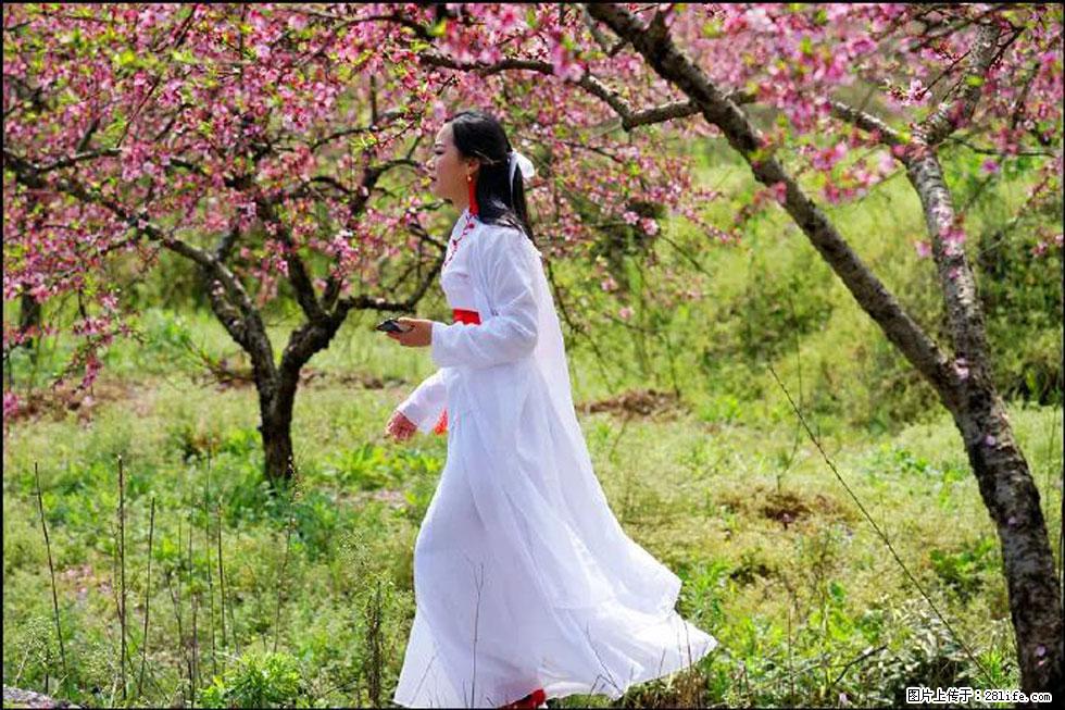 【春天，广西桂林灌阳县向您发出邀请！】官庄村有个醉美的桃花园 - 游山玩水 - 荆州生活社区 - 荆州28生活网 jingzhou.28life.net