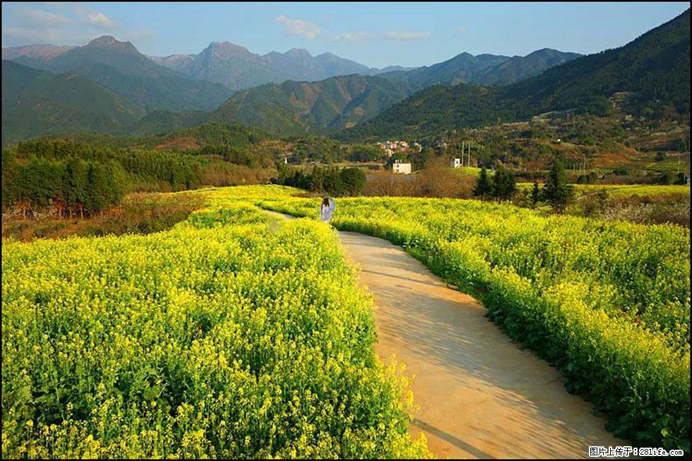【春天，广西桂林灌阳县向您发出邀请！】长坪村油菜盛情花开 - 游山玩水 - 荆州生活社区 - 荆州28生活网 jingzhou.28life.net