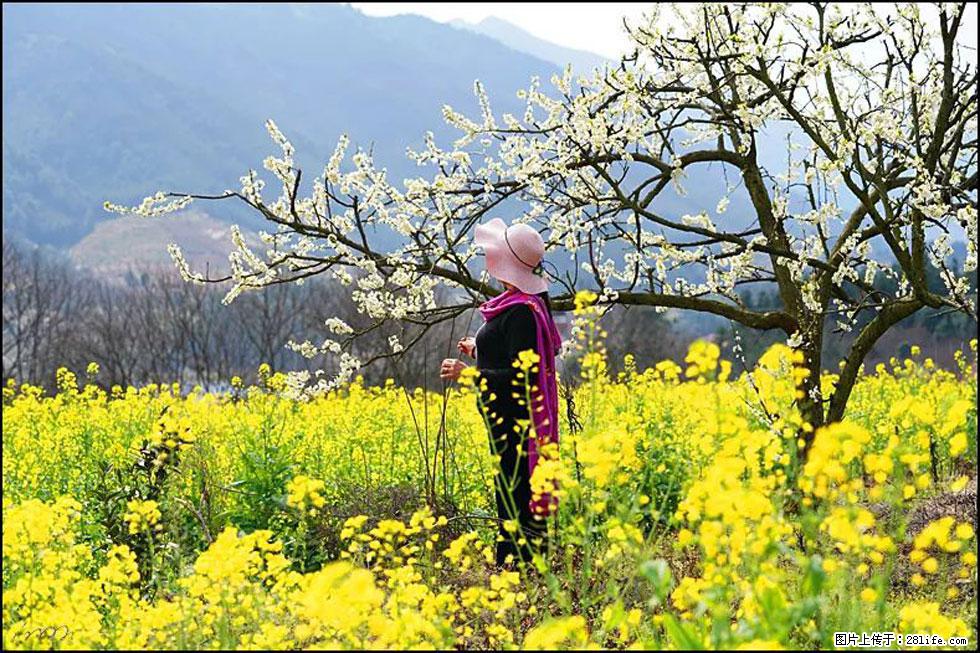【春天，广西桂林灌阳县向您发出邀请！】长坪村油菜盛情花开 - 游山玩水 - 荆州生活社区 - 荆州28生活网 jingzhou.28life.net