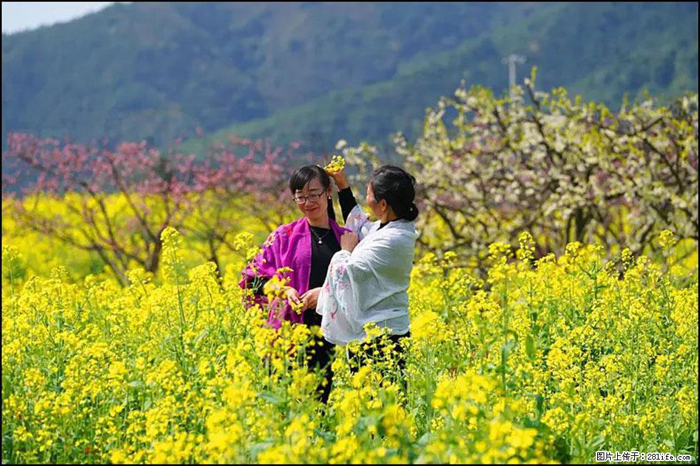 【春天，广西桂林灌阳县向您发出邀请！】长坪村油菜盛情花开 - 游山玩水 - 荆州生活社区 - 荆州28生活网 jingzhou.28life.net