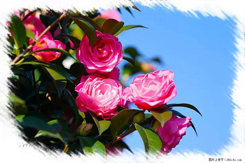 【春天，广西桂林灌阳县向您发出邀请！】杨柳井茶花惹人爱 - 游山玩水 - 荆州生活社区 - 荆州28生活网 jingzhou.28life.net
