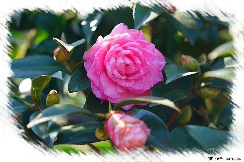 【春天，广西桂林灌阳县向您发出邀请！】杨柳井茶花惹人爱 - 游山玩水 - 荆州生活社区 - 荆州28生活网 jingzhou.28life.net