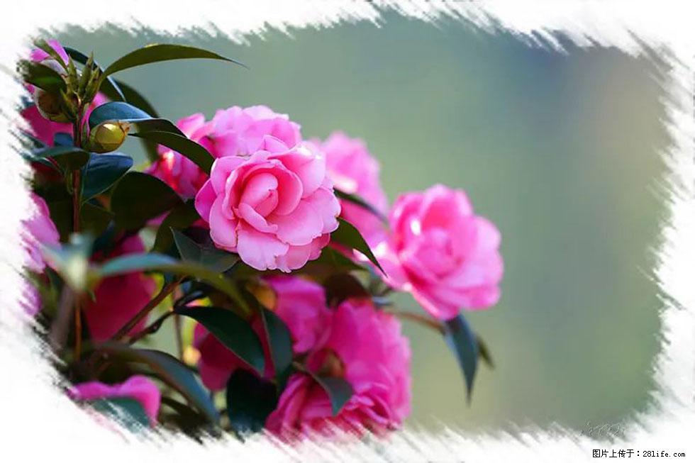 【春天，广西桂林灌阳县向您发出邀请！】杨柳井茶花惹人爱 - 游山玩水 - 荆州生活社区 - 荆州28生活网 jingzhou.28life.net