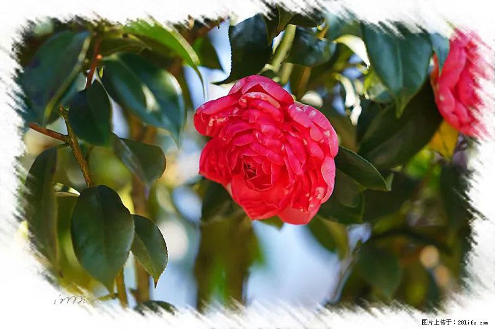 【春天，广西桂林灌阳县向您发出邀请！】杨柳井茶花惹人爱 - 游山玩水 - 荆州生活社区 - 荆州28生活网 jingzhou.28life.net