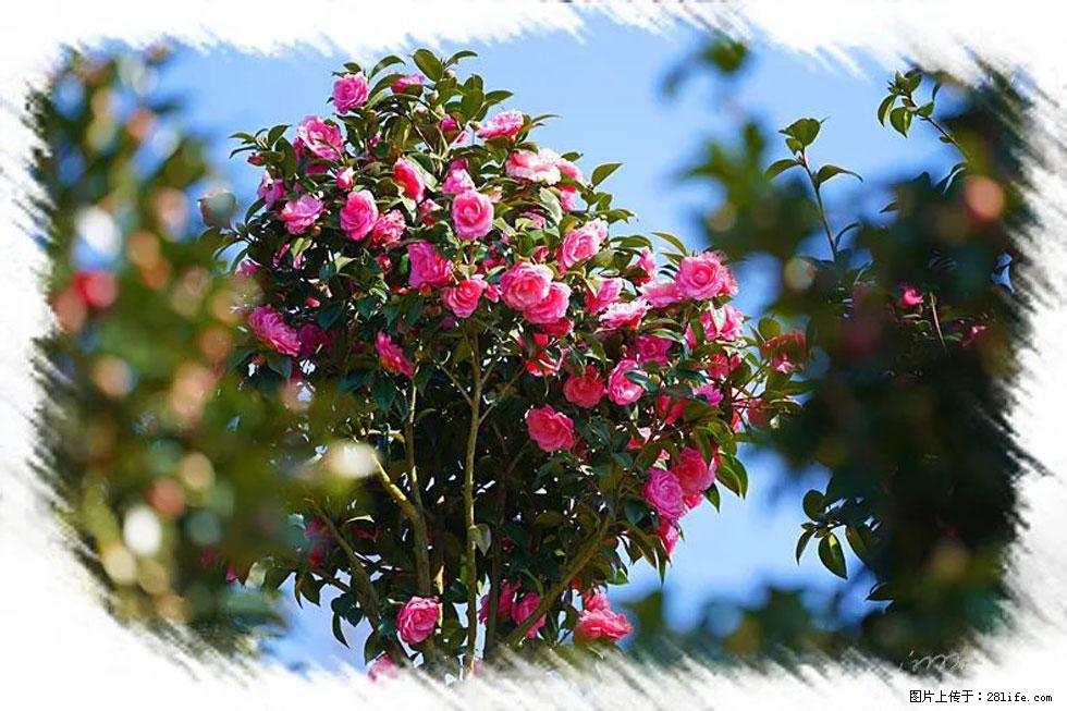 【春天，广西桂林灌阳县向您发出邀请！】杨柳井茶花惹人爱 - 游山玩水 - 荆州生活社区 - 荆州28生活网 jingzhou.28life.net