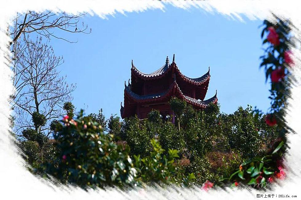 【春天，广西桂林灌阳县向您发出邀请！】杨柳井茶花惹人爱 - 游山玩水 - 荆州生活社区 - 荆州28生活网 jingzhou.28life.net