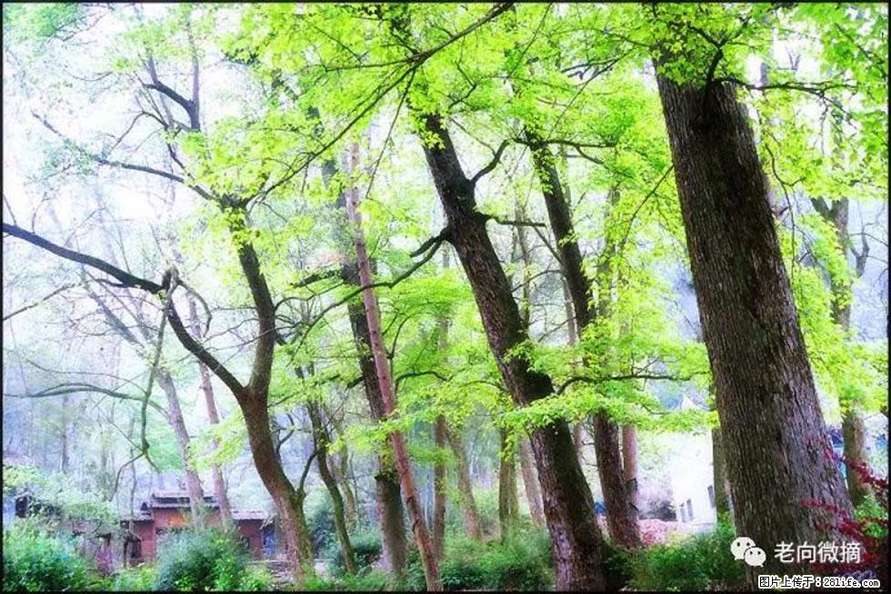 【春天，广西桂林灌阳县向您发出邀请！】在小龙村与春天约会 - 游山玩水 - 荆州生活社区 - 荆州28生活网 jingzhou.28life.net