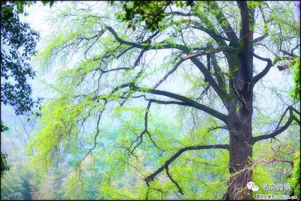 【春天，广西桂林灌阳县向您发出邀请！】在小龙村与春天约会 - 游山玩水 - 荆州生活社区 - 荆州28生活网 jingzhou.28life.net
