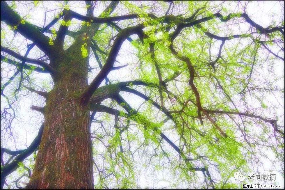 【春天，广西桂林灌阳县向您发出邀请！】在小龙村与春天约会 - 游山玩水 - 荆州生活社区 - 荆州28生活网 jingzhou.28life.net