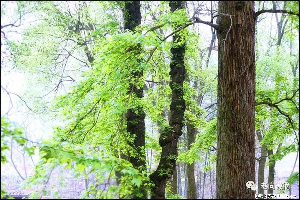 【春天，广西桂林灌阳县向您发出邀请！】在小龙村与春天约会 - 游山玩水 - 荆州生活社区 - 荆州28生活网 jingzhou.28life.net