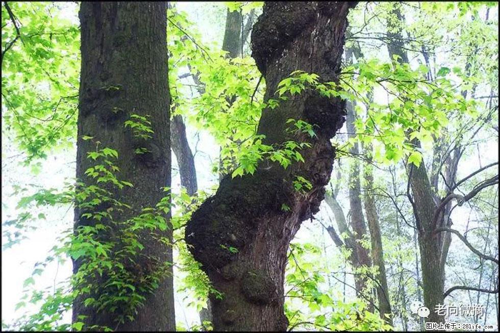 【春天，广西桂林灌阳县向您发出邀请！】在小龙村与春天约会 - 游山玩水 - 荆州生活社区 - 荆州28生活网 jingzhou.28life.net