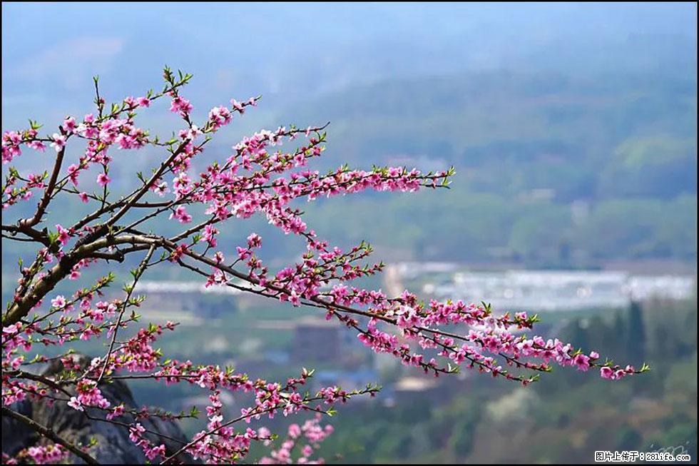 【春天，广西桂林灌阳县向您发出邀请！】望月岭上桃花开 - 游山玩水 - 荆州生活社区 - 荆州28生活网 jingzhou.28life.net
