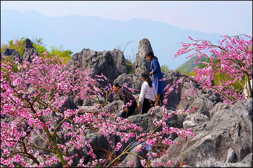 【春天，广西桂林灌阳县向您发出邀请！】望月岭上桃花开 - 游山玩水 - 荆州生活社区 - 荆州28生活网 jingzhou.28life.net