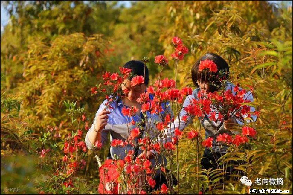 【春天，广西桂林灌阳县向您发出邀请！】登麒麟山，相约映山红 - 游山玩水 - 荆州生活社区 - 荆州28生活网 jingzhou.28life.net