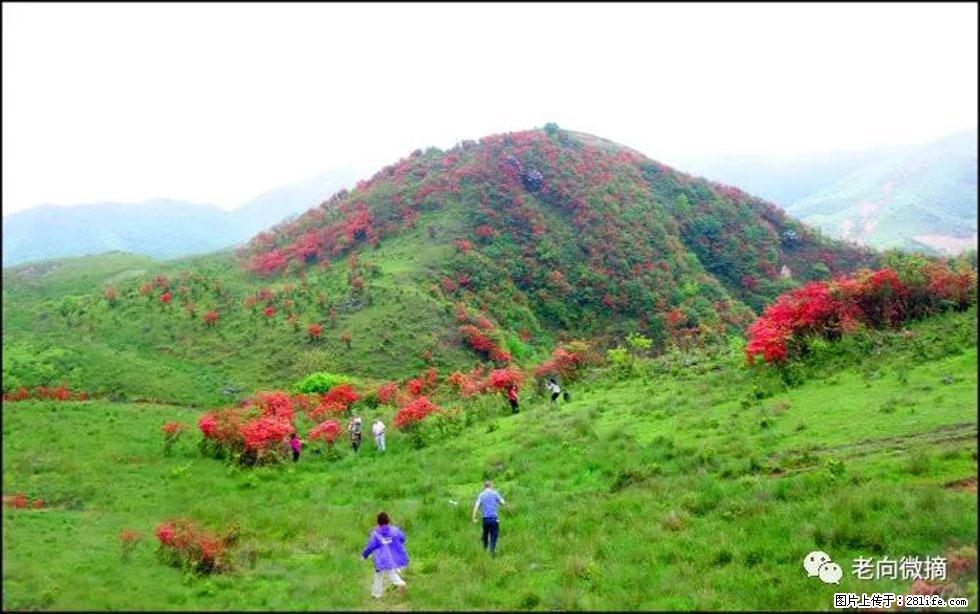 【春天，广西桂林灌阳县向您发出邀请！】宝盖山上映山红 - 游山玩水 - 荆州生活社区 - 荆州28生活网 jingzhou.28life.net