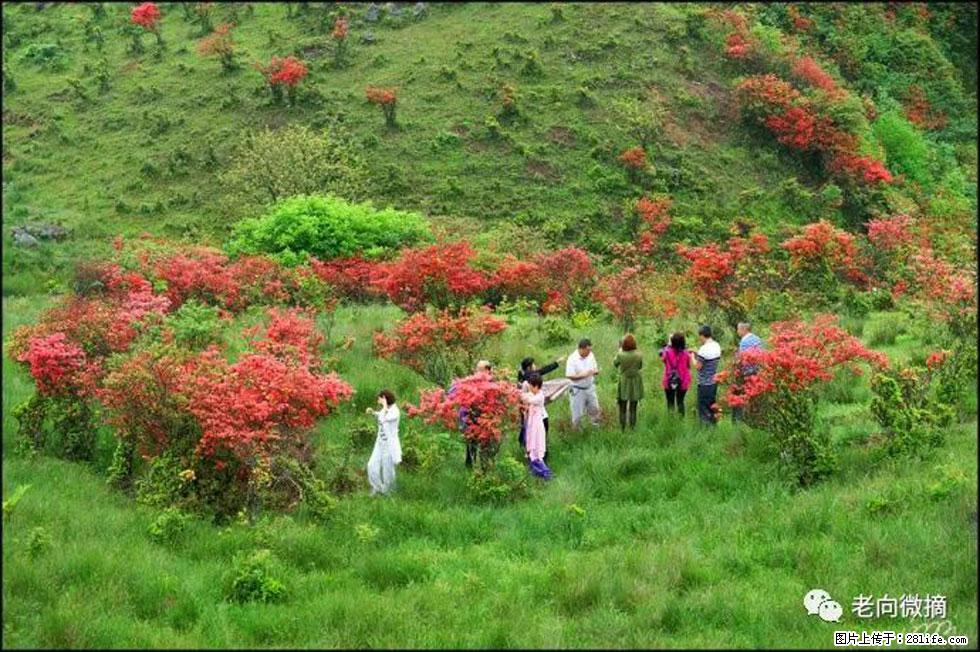 【春天，广西桂林灌阳县向您发出邀请！】宝盖山上映山红 - 游山玩水 - 荆州生活社区 - 荆州28生活网 jingzhou.28life.net