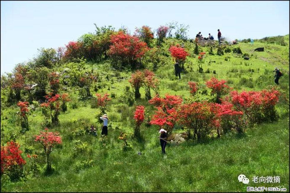 【春天，广西桂林灌阳县向您发出邀请！】宝盖山上映山红 - 游山玩水 - 荆州生活社区 - 荆州28生活网 jingzhou.28life.net