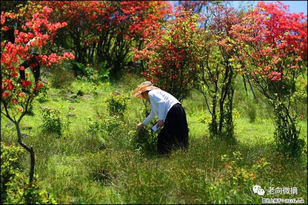 【春天，广西桂林灌阳县向您发出邀请！】宝盖山上映山红 - 游山玩水 - 荆州生活社区 - 荆州28生活网 jingzhou.28life.net