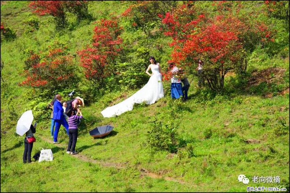 【春天，广西桂林灌阳县向您发出邀请！】宝盖山上映山红 - 游山玩水 - 荆州生活社区 - 荆州28生活网 jingzhou.28life.net