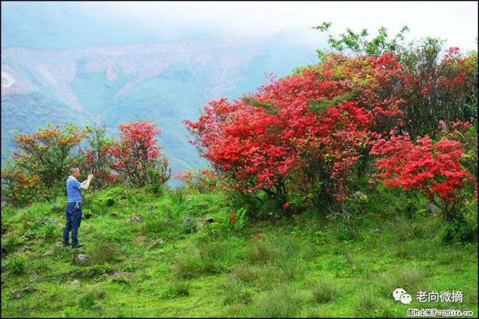 【春天，广西桂林灌阳县向您发出邀请！】宝盖山上映山红 - 游山玩水 - 荆州生活社区 - 荆州28生活网 jingzhou.28life.net