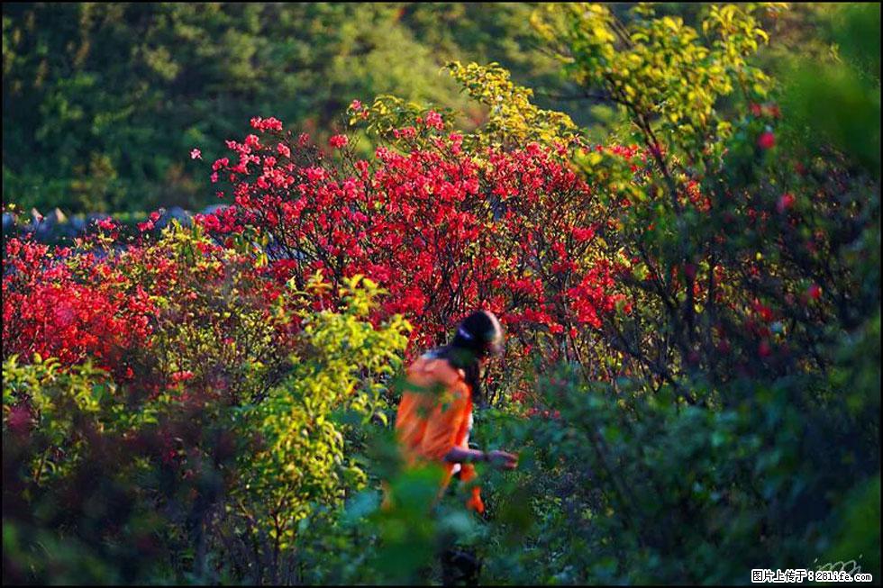 【春天，广西桂林灌阳县向您发出邀请！】春木界上映山红 - 游山玩水 - 荆州生活社区 - 荆州28生活网 jingzhou.28life.net