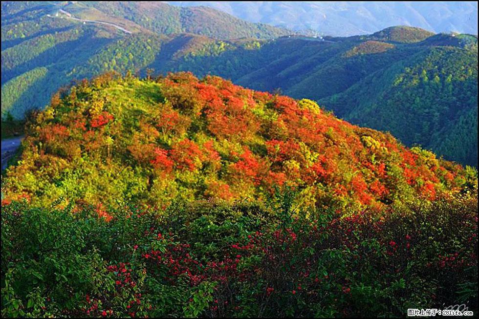【春天，广西桂林灌阳县向您发出邀请！】春木界上映山红 - 游山玩水 - 荆州生活社区 - 荆州28生活网 jingzhou.28life.net