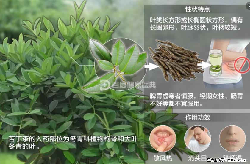 苦丁茶有哪些功效和作用 - 生活百科 - 荆州生活社区 - 荆州28生活网 jingzhou.28life.net