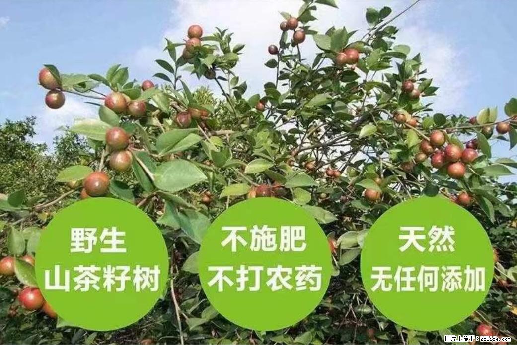 【灌阳县油茶产业示范区】一个有着充实的精神生活的人，对待身外之物自会有一种淡泊的态度 - 土特产 - 饮食特产 - 荆州分类信息 - 荆州28生活网 jingzhou.28life.net