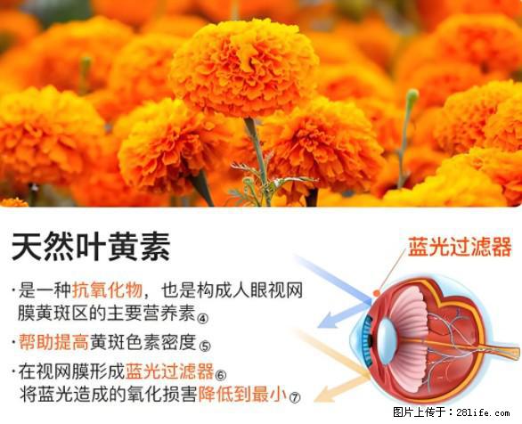 叶黄素有什么功效和作用 - 生活百科 - 荆州生活社区 - 荆州28生活网 jingzhou.28life.net