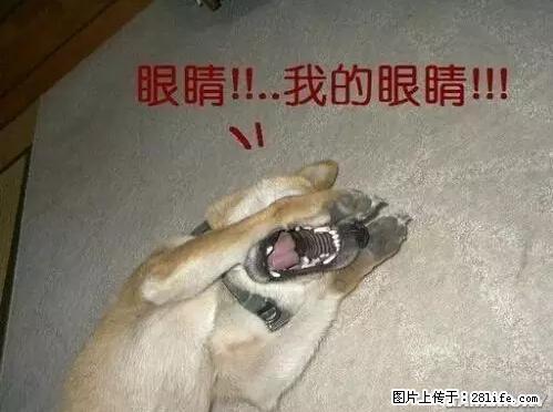 笑癫了！一女的怀孕三年未生，他终于忍不住了... - 娱乐八卦 - 荆州生活社区 - 荆州28生活网 jingzhou.28life.net