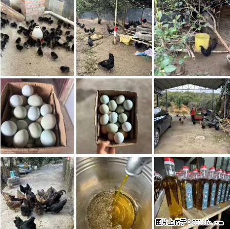 油茶园从小鸡仔开始养起的纯土鸡、土鸡蛋可以预定啦！还有前几天刚榨的纯山茶油哦 - 土特产 - 饮食特产 - 荆州分类信息 - 荆州28生活网 jingzhou.28life.net