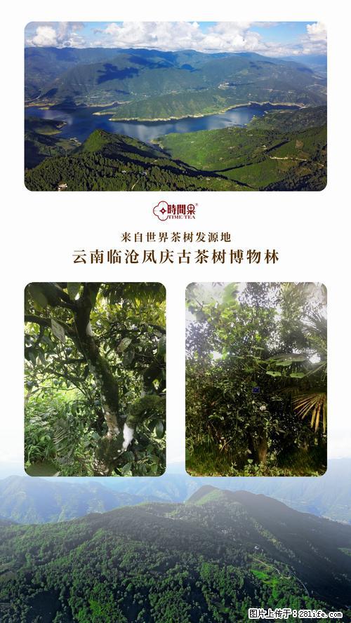 时间果百年古树2025年春红茶 - 购物交流 - 荆州生活社区 - 荆州28生活网 jingzhou.28life.net
