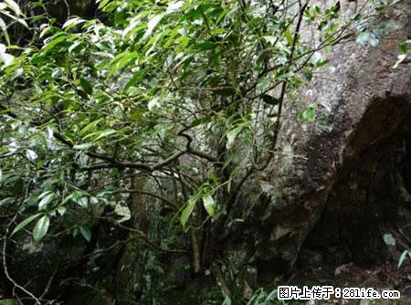 平乐石崖茶，珍贵仅次于金花茶 - 荆州生活资讯 - 荆州28生活网 jingzhou.28life.net