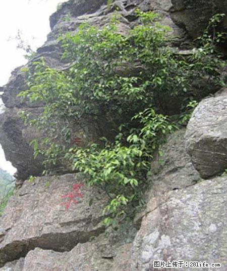 平乐石崖茶，珍贵仅次于金花茶 - 荆州生活资讯 - 荆州28生活网 jingzhou.28life.net