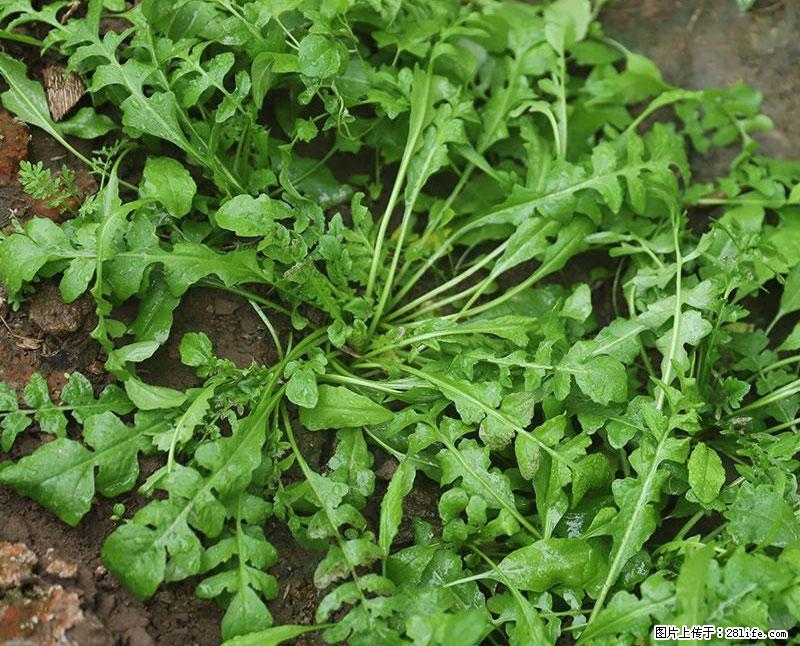 这些蔬菜是“天然钙片”，这6种被医生重点推荐 - 荆州生活资讯 - 荆州28生活网 jingzhou.28life.net