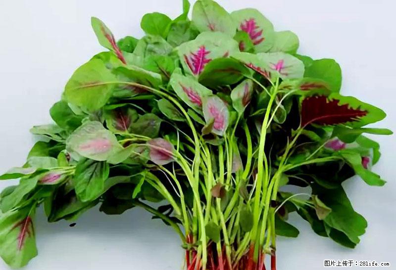 这些蔬菜是“天然钙片”，这6种被医生重点推荐 - 荆州生活资讯 - 荆州28生活网 jingzhou.28life.net