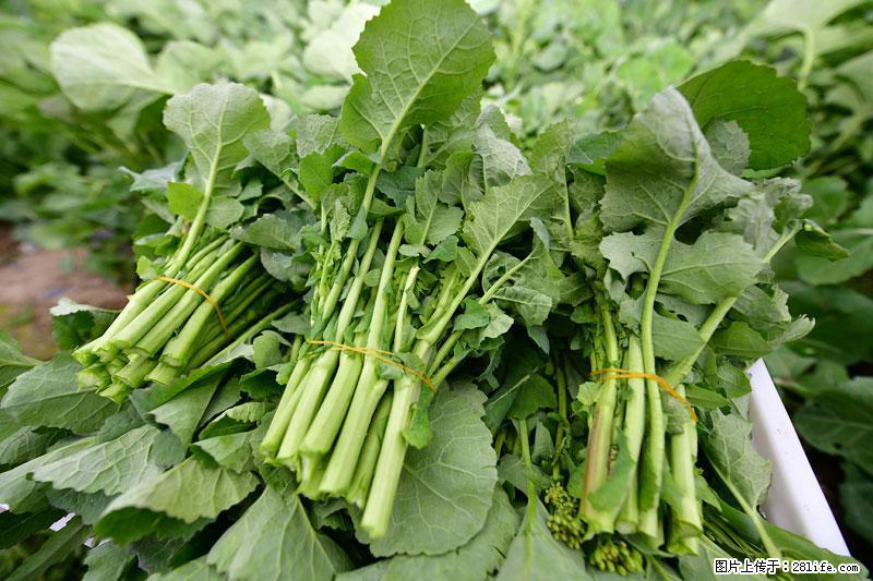 这些蔬菜是“天然钙片”，这6种被医生重点推荐 - 荆州生活资讯 - 荆州28生活网 jingzhou.28life.net