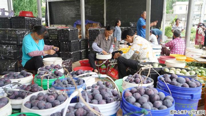 【乡村振兴】文市蜂糖李、黄金奈李迎丰产上市季 甜蜜产业助振兴 - 荆州生活资讯 - 荆州28生活网 jingzhou.28life.net