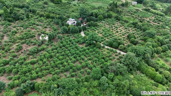 【乡村振兴】文市蜂糖李、黄金奈李迎丰产上市季 甜蜜产业助振兴 - 荆州生活资讯 - 荆州28生活网 jingzhou.28life.net